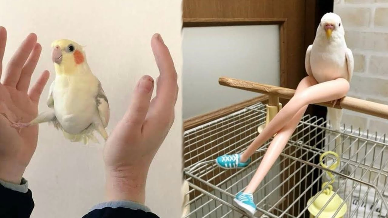 据说这是最搞笑的的鹦鹉视频合集,100%看的都笑了!